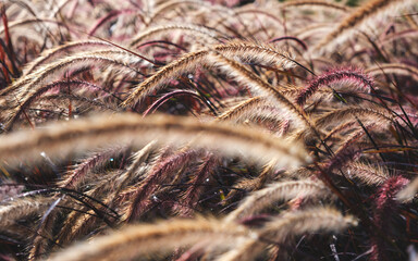 Wall Mural - Closeup image of white , purple and pink poaceae or mission grass in a field