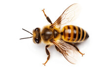 Top View Of A Honey Bee On A White Or Transparent Background Cutout. Macro Side Close-up View. Macro. High Quality PNG Image.