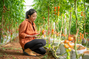 Farmer woman picking check farm Cherry tomato harvest farmer collect at greenhouse work inspect ripe fresh tasty smart farm industry concept.