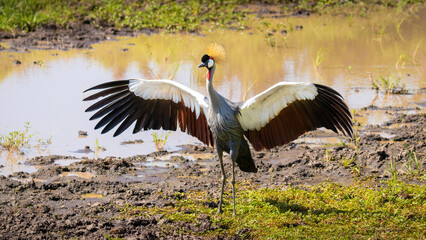 Wall Mural - grey crowned crane ( balearica regulorum), african bird with crown of stiff golden feathers displayi