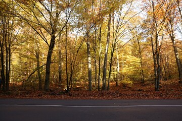 Wall Mural - Beautiful view of asphalt road going through autumn forest