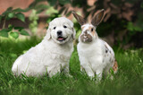 Fototapeta Zwierzęta - cute golden retriever puppy posing outdoors with a bunny