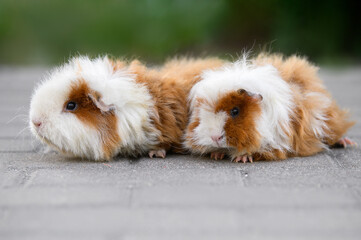 Wall Mural - two guinea pigs posing together outdoors in summer