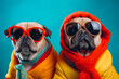 Two adorable pug dogs posing in sunglasses and a scarf. Perfect for pet lovers or fashion-themed designs.