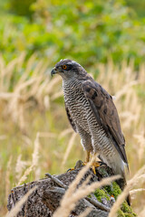 Wall Mural - peregrine falcon (falco peregrinus) perched on branch in front of pine trees-shallow depth of field