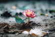 lotus flower emerging from mud concept of personal transformation 