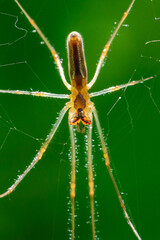 Spinne, Streckspinne im Netz mit grünem Hintergrund im Sonnenlicht, Tetragnatha extensa