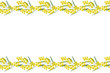 Australia flower yellow golden wattle (Acacia pycnantha Benth) Australia's national floral emblem background banner. Vector illustration