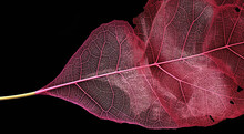 Close Up Of Transparent Red And Pink Leaf Texture