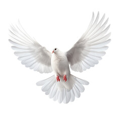 Wall Mural - white dove isolated on white, PNG