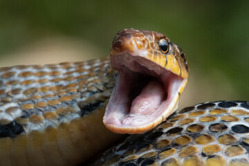 Wall Mural - Aggressive radiated ratsnake coelognathus radiata, posing defensive and opening its mouth, natural bokeh background 