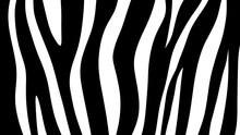 Abstract Black And White Zebra Skin Texture Background 