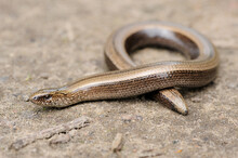 Rare Animal, Legless Shiny Harmless Lizard Slow Worm On The Ground