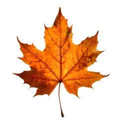 Wall Mural -  Isolated Maple leaf on white background
