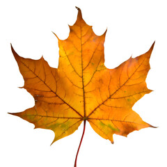 Wall Mural -  Isolated Maple leaf on white background