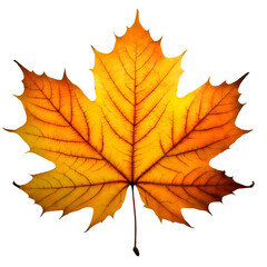Wall Mural -  Isolated Maple leaf on white background