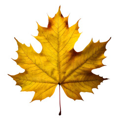  Isolated Maple leaf on white background