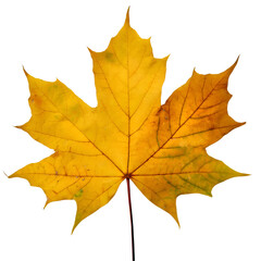 Wall Mural -  Isolated Maple leaf on white background