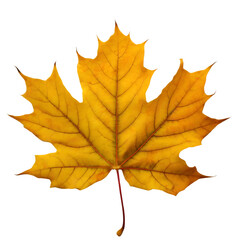 Wall Mural -  Isolated Maple leaf on white background