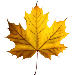 Wall Mural -  Isolated Maple leaf on white background
