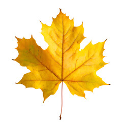 Wall Mural -  Isolated Maple leaf on white background
