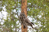 Fototapeta Las - Great gray owl sitting on a tree branch on summer