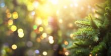 Close Up Of Fir Tree Brunch With Sunlight Bokeh. Shallow Focus. Fluffy Fir Tree Brunch Close Up. Christmas Wallpaper Concept. Copy Space.