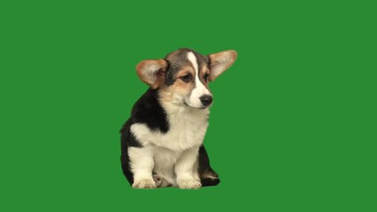 Sticker - puppy on green screen 