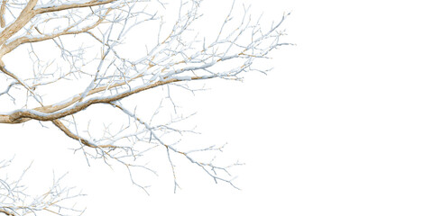 isolated branches of a snow tree on white background