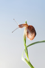 Wall Mural - Snail look down from grass top