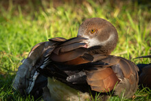 A Young Egyptian Goose (Alopochen Aegyptiaca) Resting, Hiding His Beak In Feathers