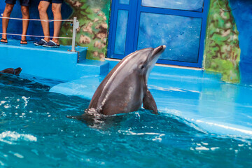 A beautiful large dolphin emerges from the water onto a pedestal in a pool in a dolphinarium