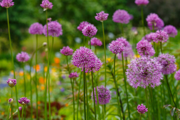 Wall Mural - Giant Onion (Allium Giganteum) blooming. Field of Allium or ornamental onion