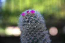 Lady Finger Cactus (Mammillaria Elongata) Is Small Cactus Plant With Stubby Columnar Stems Covered In Sharp Fuzzy Spikes. Bokeh, Blur Scenes, Water Drops And Sunlight In Cactus Garden. Thailand.