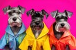 Portrait of Schnauzer dogs with clothing on 