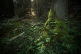 Fototapeta Krajobraz - drzewo porośnięte mchem