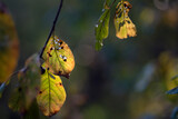 Fototapeta Krajobraz - liście w lesie jesienią
