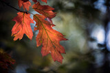Fototapeta Krajobraz - liście w lesie jesienią