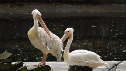 Poster - pelicans pink pelicans by the lake