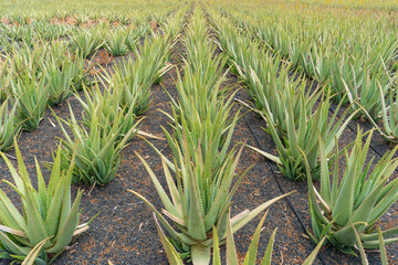 Aloe Vera plantation on the Canary Island of Lanzarote