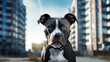 Portrait of a Pit bull dog in an apartment, home interior, love and care, maintenance. adult