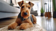 Portrait of a Welsh Terrier dog in an apartment, home interior, love and care, maintenance.