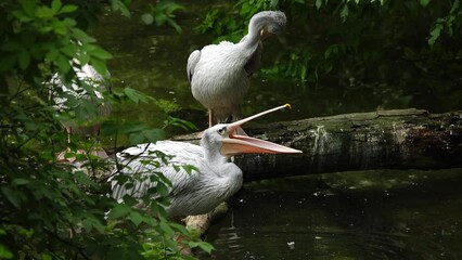 pink backed pelican by the lake