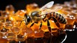 Honey bee on honeycombs