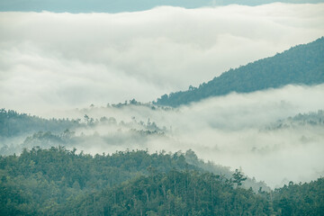 Wall Mural - foggy mountain landscape. aerial view of dark green trees in tropical mountain forests and fog in wi