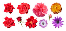 Set Of Different Beautiful Flowers Isolated. Pink, Red And Orange Rose, Purple Daisy, Purple Dahlia. PNG With Transparent Background. Clipping Path