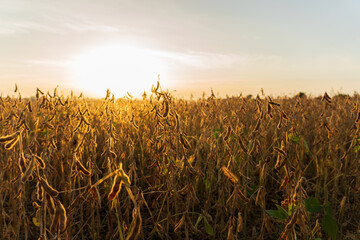 Agricultural soy plantation. Soybean Harvest