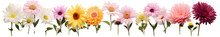 Beautiful Colorful Flowers For Use As Background On Transparent Background PNG.