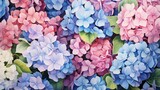 Beautiful hydrangea flowers of different varieties and hues of pink and blue