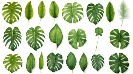 Wall Mural -  a collection of green leaves on a white background, top view, flat layed out, top view, bottom view, bottom view.  generative ai